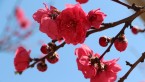 春惜しむの四月の花