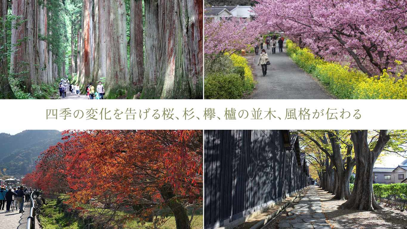 四季の変化を告げる桜、杉、欅、櫨の並木、風格が伝わる