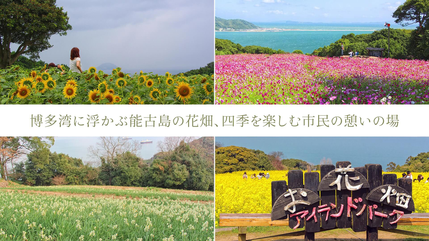 博多湾に浮かぶ能古島の花畑、四季を楽しむ市民の憩いの場