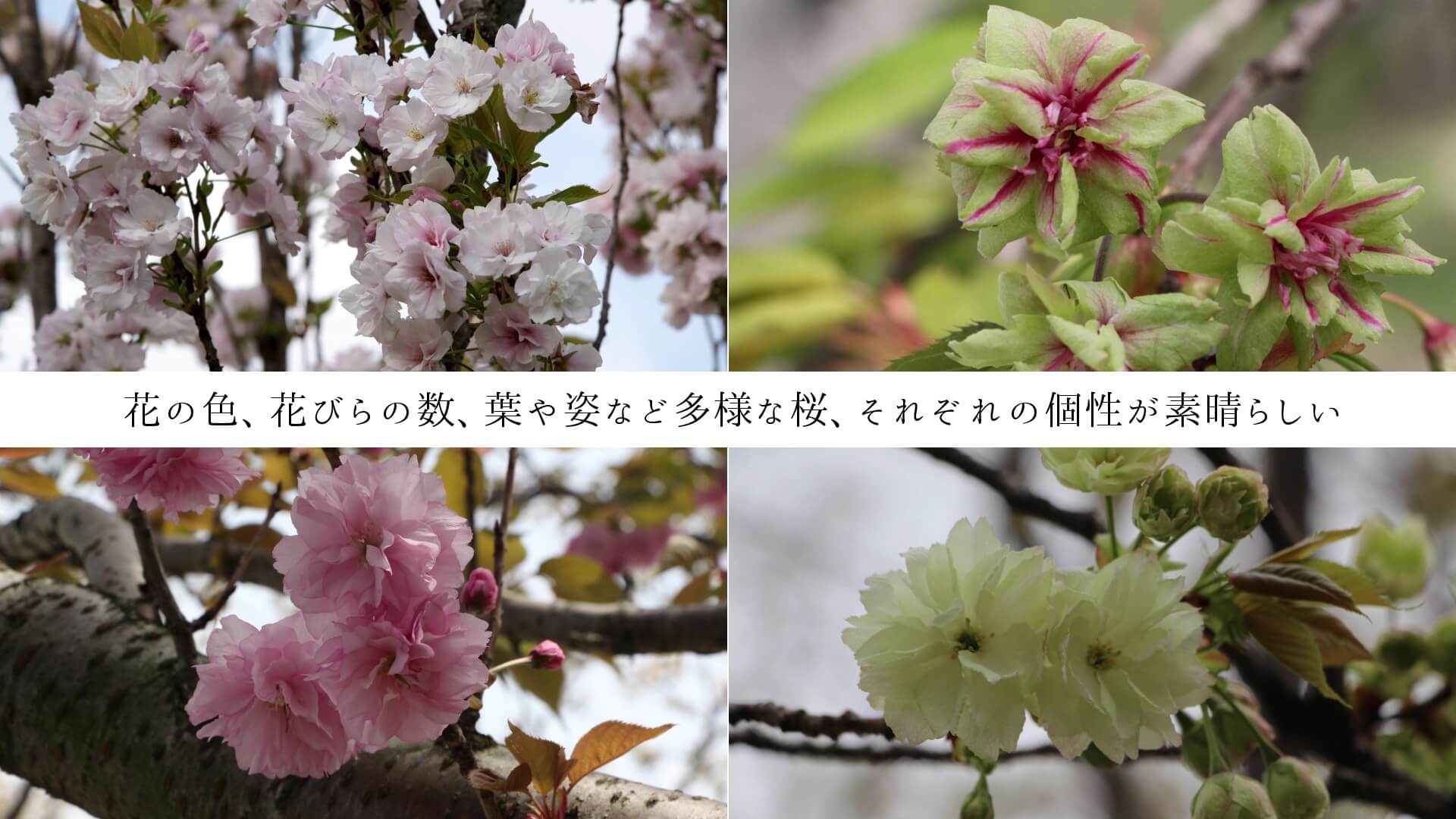 花の色、花びらの数、葉や姿など多様な桜、それぞれの個性が素晴らしい