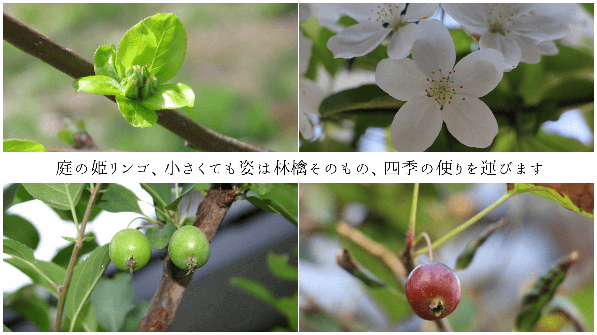 庭の姫リンゴ、小さくても姿は林檎そのもの、四季の便りを運びます