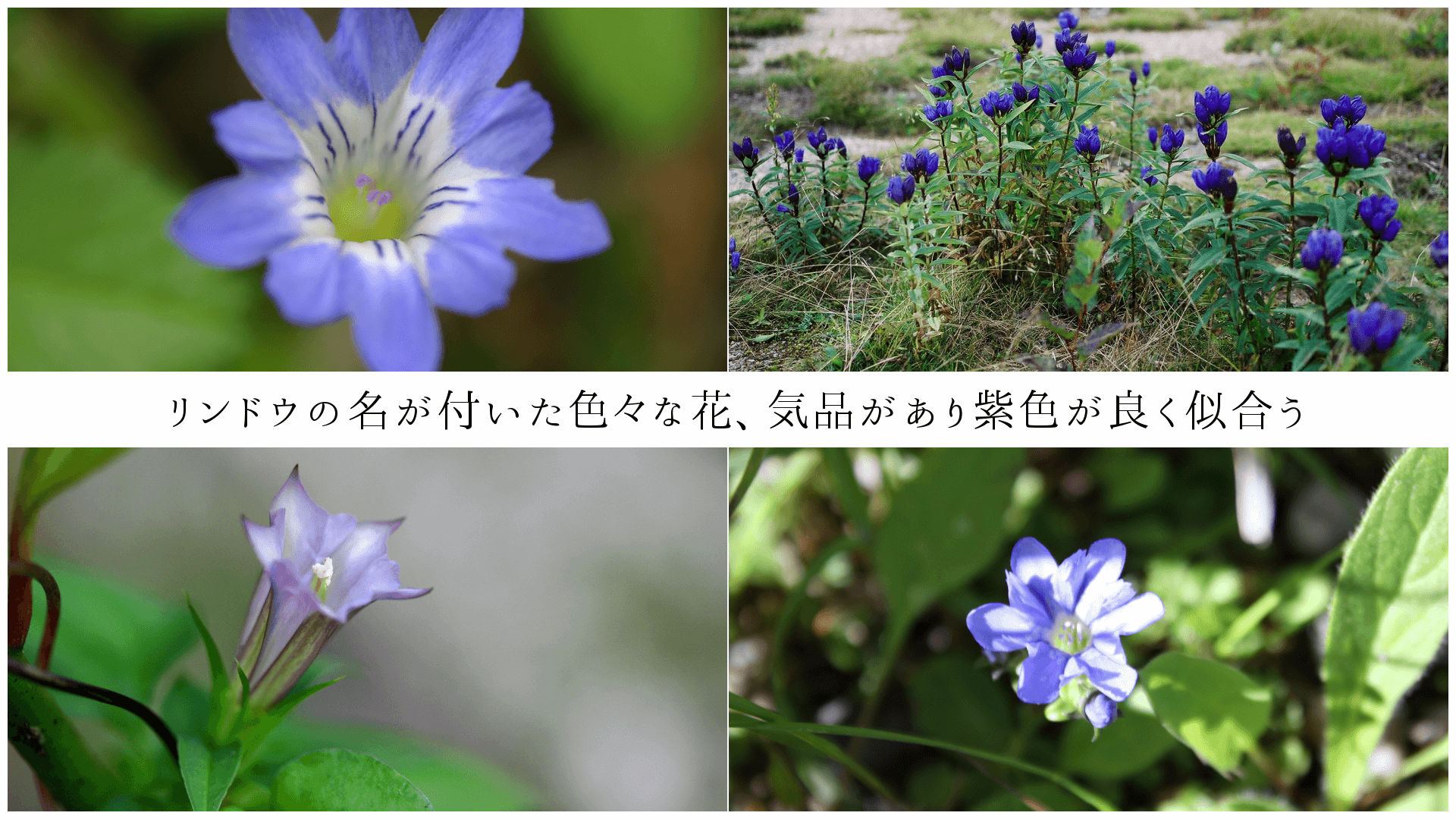 リンドウの名が付いた色々な花、気品があり紫色が良く似合う
