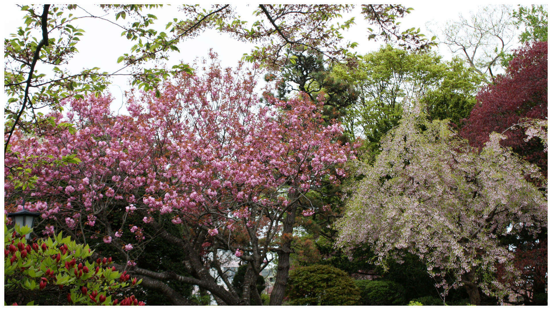函館の春花の饗宴