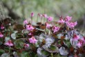 初夏を彩る六月の花