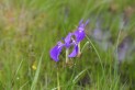 七月に咲いた高原・湿原の花