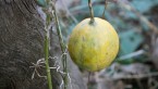 秋惜しむ十二月月の花と実