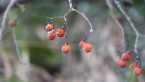 新春を迎える一月の花と実