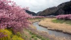 春霞のただよう三月の花