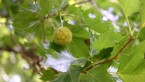 風薫る、七月の花