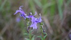 彩り薫る、十月の花