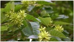 秋風運ぶ九月の花