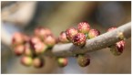 彩り競う十二月の花