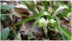 霞立つ春 三月の花