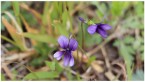 巡る季節 四月の花