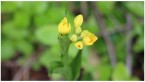 風薫り緑映える 五月の花